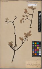 Foto von Salix aurita L. x Salix lapponum L.